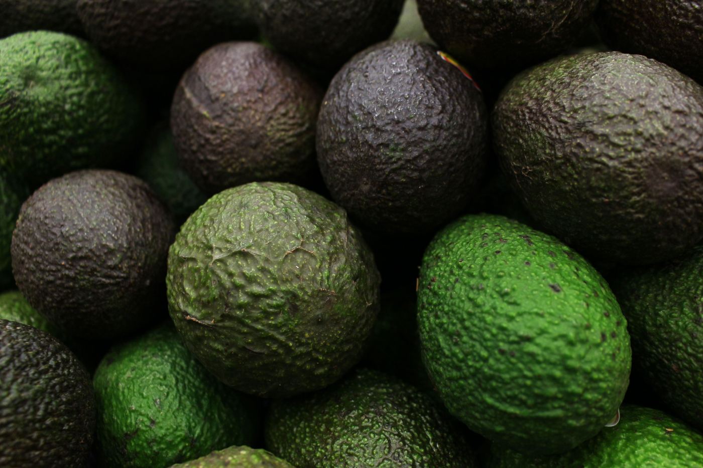 Fresh avocados ready for export