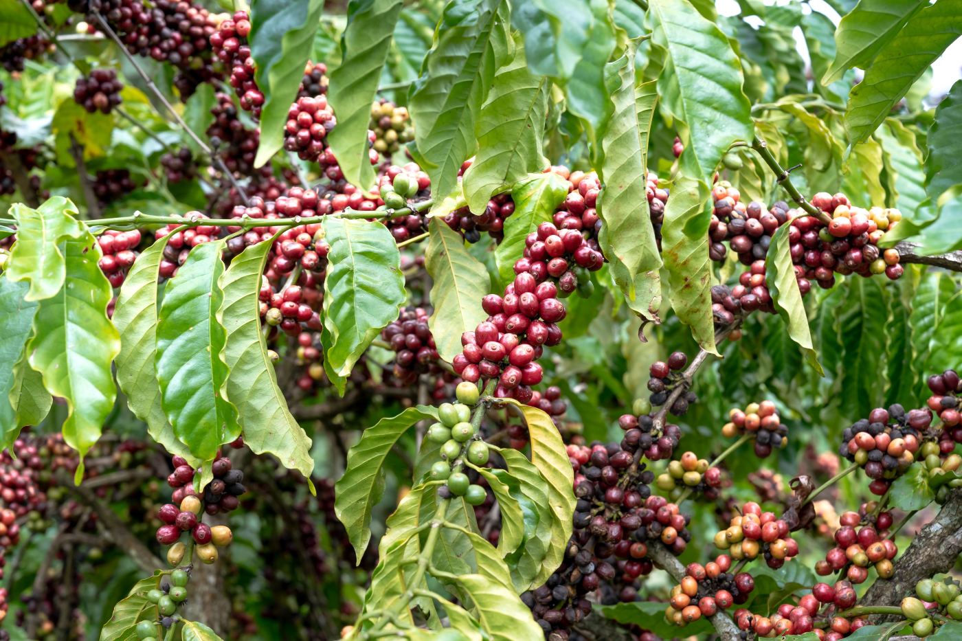 Ripe coffee cherries on the branch