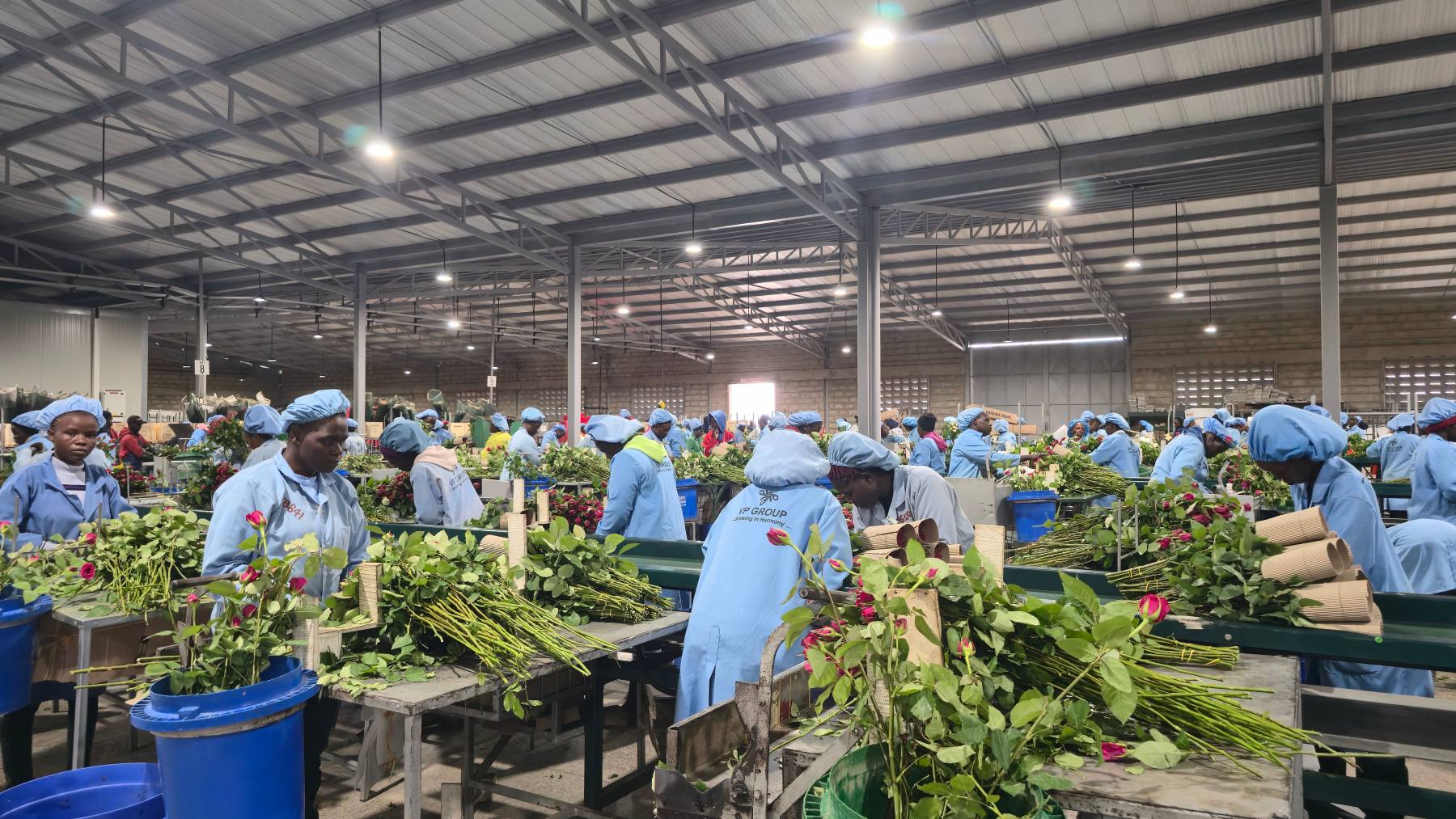 Workers packing cut roses for export