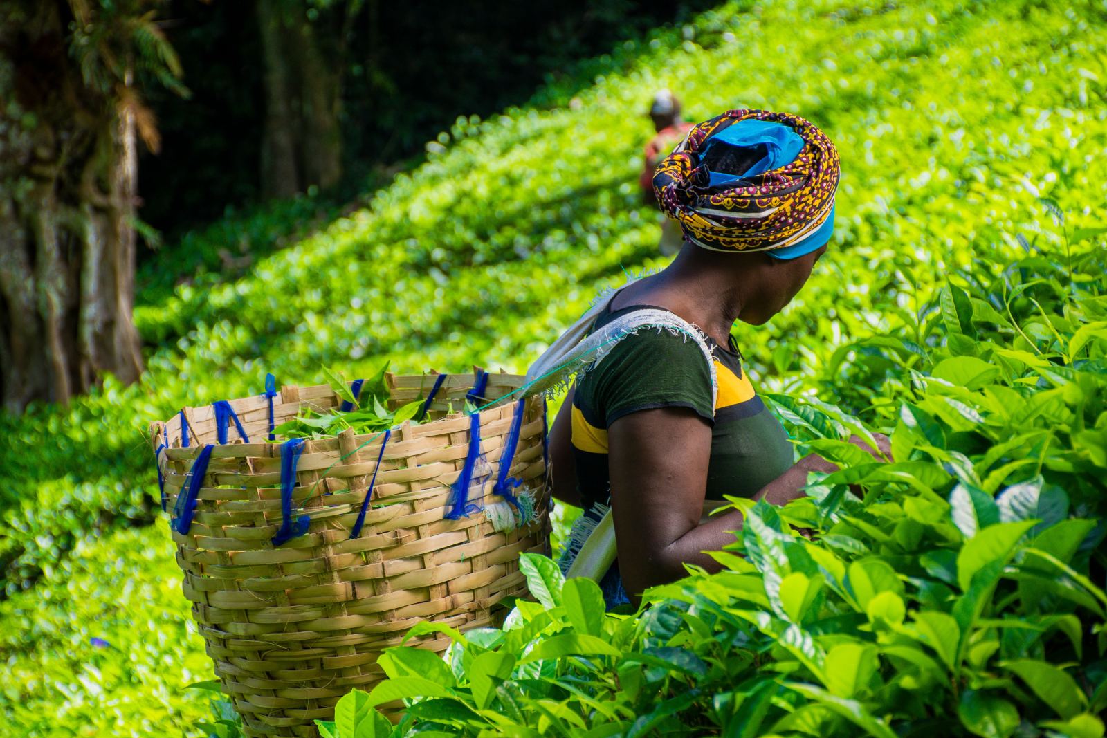 Tea harvest in the Kenyan highlands