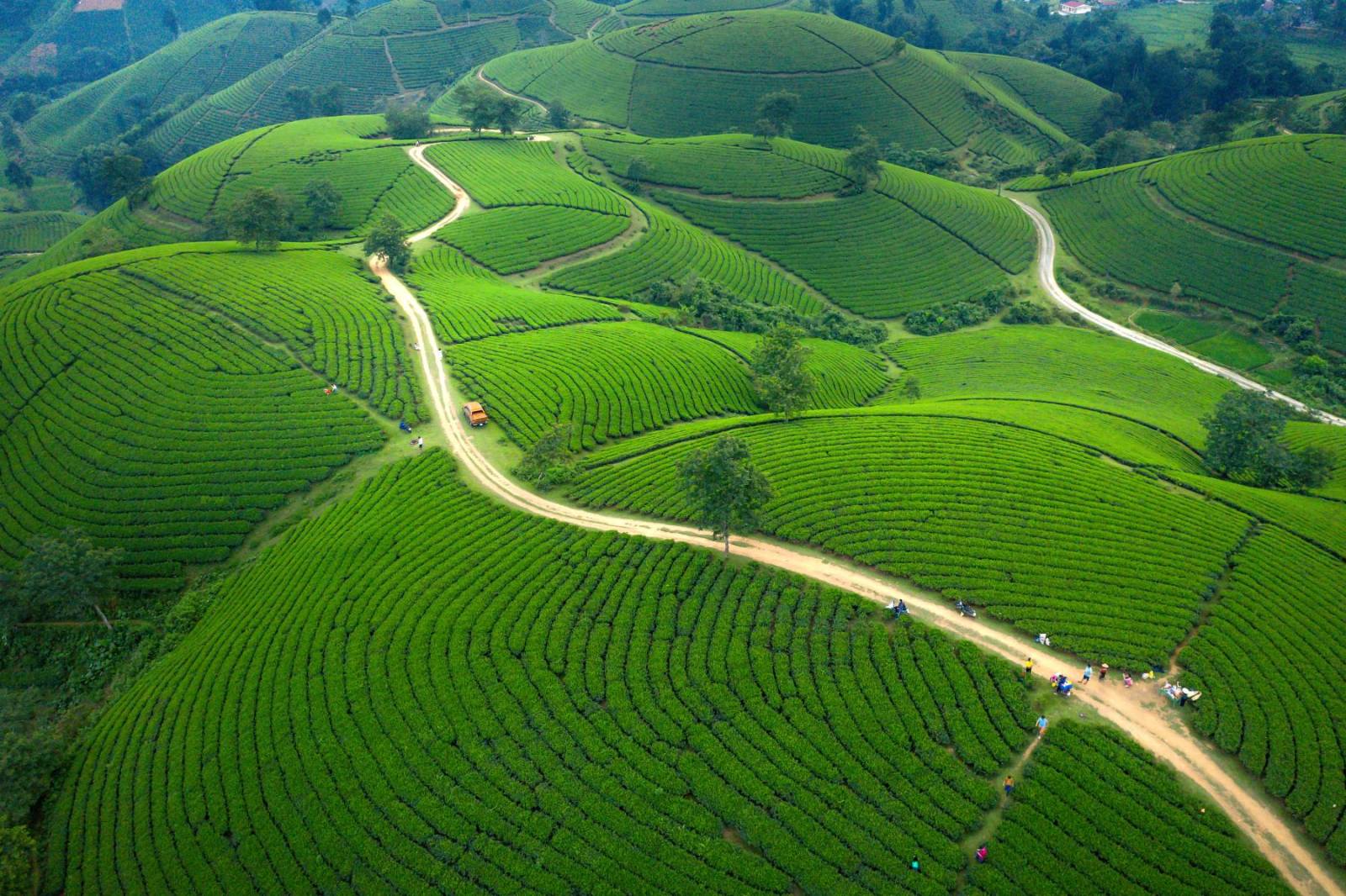 Aerial view of terraced tea plantations