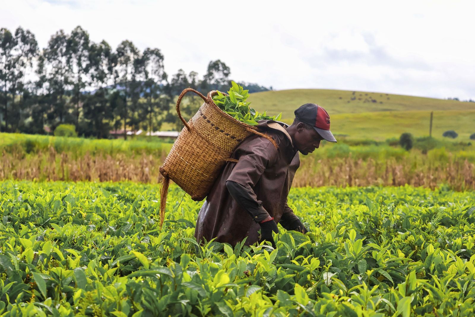 Tea harvest in the highlands